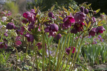 crimson hellebores