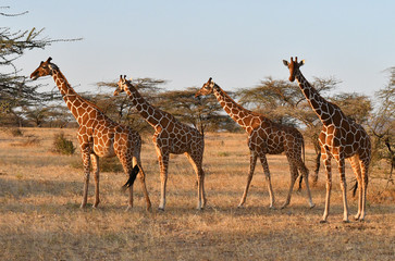 Obraz na płótnie Canvas Giraffen im Abendlicht