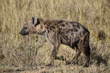 Hyäne in Kenia