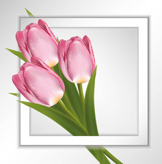 3015655 pink tulips paper frame on white background with