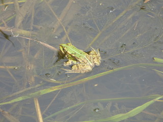 żaba jeziorowa