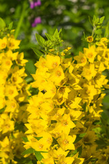 Garden or Yellow loosestrife, Lysimachia vulgaris, flowers close-up, selective focus, shallow DOF