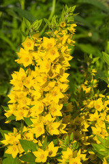 Garden or Yellow loosestrife, Lysimachia vulgaris, flowers close-up, selective focus, shallow DOF
