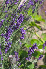 Lavender, Lavandula angustifolia, flowers on stem macro with bokeh background, selective focus, shallow DOF