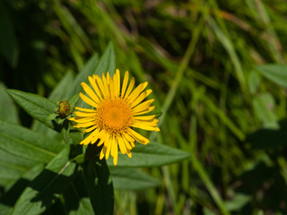 Willowleaf yellowhead or Inula salicina aspera flower macro, selective focus, shallow DOF
