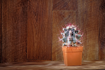 Cactus on wood. Cactus plant on vintage wood background texture. Still life with Echinocactus. Copy space..