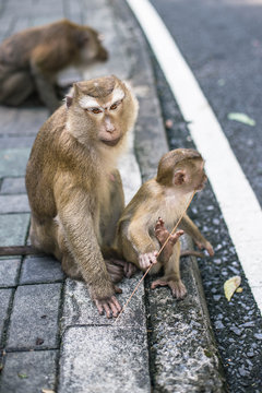 Monkey family playing in the park. Thailand, Phuket, Monkey hill.