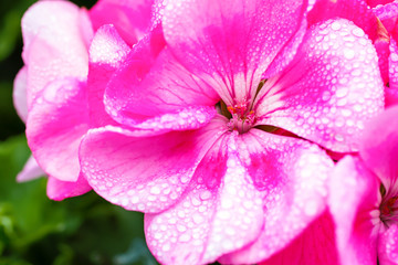 Fototapeta na wymiar Macro of a pink geranium in the home garden.