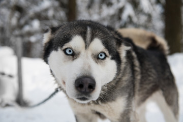 Playful siberian husky with blue eyes (focus is on the eyes)