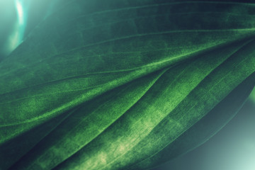 Green plant leaf texture, macro shot. Nature background, spring flora concept