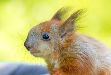 Obraz premium Red squirrel portrait on yellow background