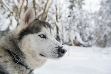 Siberian husky dog in profile with snow on the nose