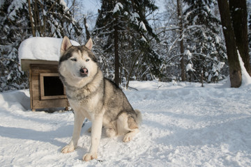 Fototapeta na wymiar Fluffy siberian husky with kennel in winter