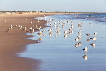 Flocks of seagulls walk along the beach. On Portuguese shore.