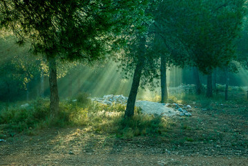 Naklejka premium light waterfall among pine forest
