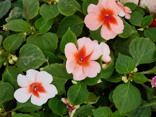 Three booming peach colored vinca flowers in the garden ,top view - useful for background