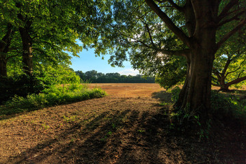 Fototapeta premium raggi di sole tra gli alberi