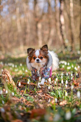 Fototapeta premium dog in snowdrops