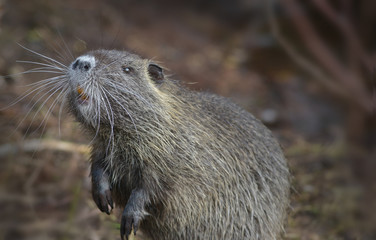 Nutria