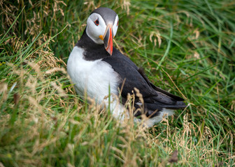 The Atlantic puffin, also known as the common puffin