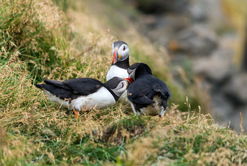 The Atlantic puffin, also known as the common puffin