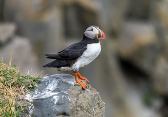 The Atlantic puffin, also known as the common puffin