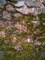 moss wall texture