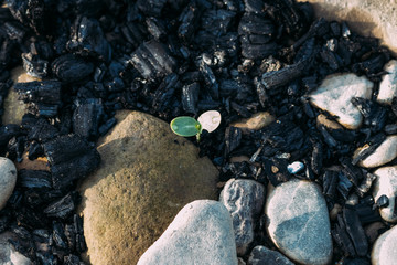Sprout plant on the scorched earth