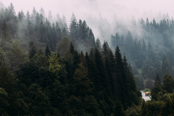 Landscape of Carpathians forest in the fog