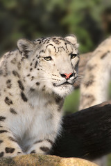 snow Leopard