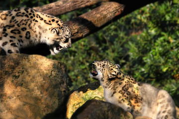 snow Leopard