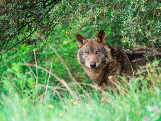 Iberian wolf (Canis lupus signatus) in the bushes - 193190784