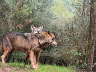 Tender couple of iberian wolves - 193190924