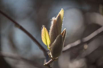 magnolia flowers in a spring garden on a sunny day