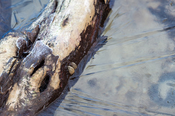 Log on the winter river