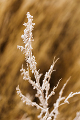 Macro of hoarfrost on a branch from a bush