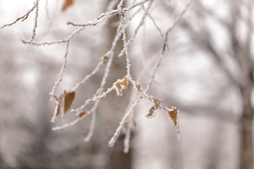Frost-laiden branch in winter