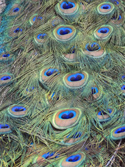 peacock feathers
