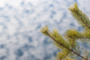 Pine on the background of the river