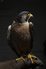 Peregrin Falcon, bird of prey, raptor