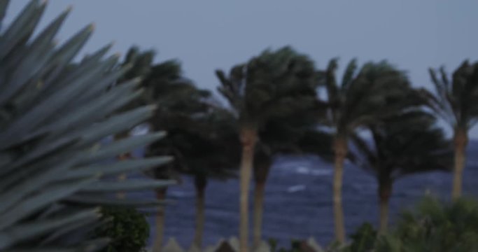 Sharm-El-Sheikh, palms near sea beach, strong wind at stormy day