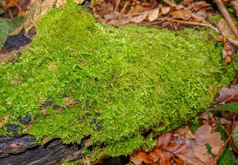 Green vibrant moss growing on a log in the woodland