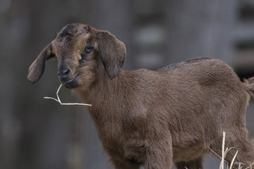 Small brown baby goat eating hay on top of hay bale. Closeup.