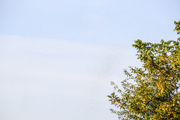 A swarm of ants in the air. Season of reproduction in ants. Winged ants.