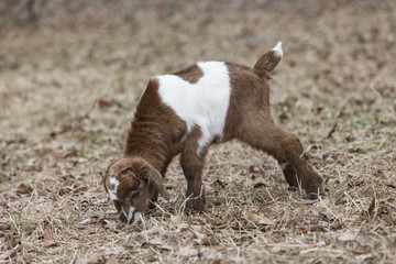 Interestingly colored baby goat grazing in pasture field.