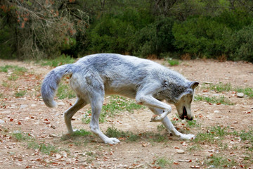 Fototapeta premium Polar Wolf