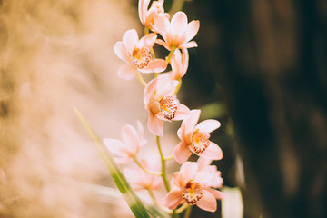 screensaver, background and wallpaper for your desktop and advertising, on the photo flowers...