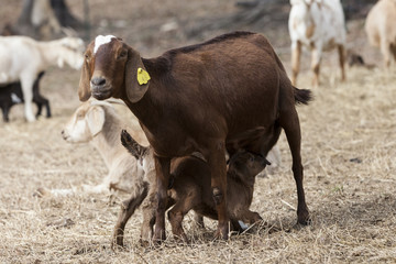 Large brown nanny goat nursing babies in pasture field, surrounded by herd.