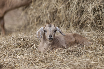 Adorable brown goat lying in bed of hay with entertaining expression.