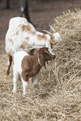 Nanny and kid goat grazing on hay bale. Portrait style.